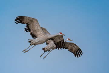 Lesser sandhill cranes flying over Merced National Wildlife Refuge
