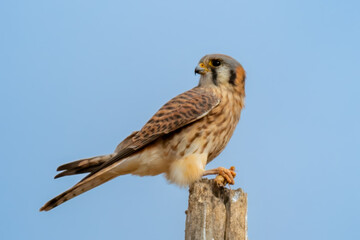 american kestrel caught large insect