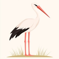 White stork bird standing on ground.