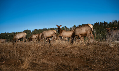 Herd of elk walking through rocky mountain valley