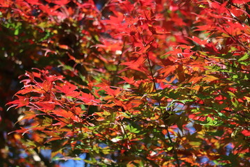 Japanese autumn foliage,Japanese fall colors