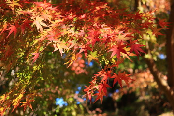 Japanese autumn foliage,Japanese fall colors