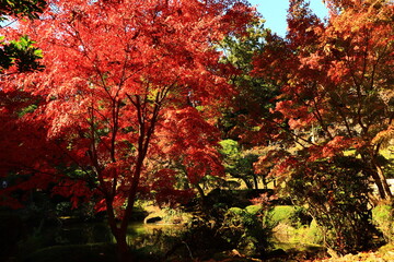 Japanese autumn foliage,Japanese fall colors