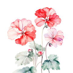 Watercolor summer flowers chinese flowers clipart vintage classic style transparent background botanical art