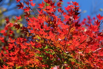 Japanese autumn foliage,Japanese fall colors
