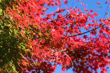 Japanese autumn foliage,Japanese fall colors