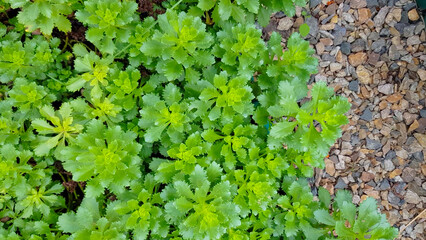 camera movement over growing green succulents, outdoors in summer