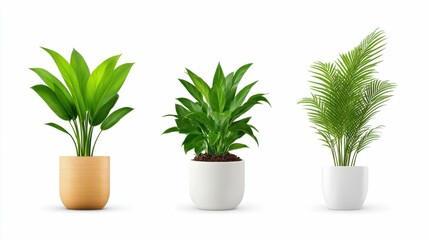 Fototapeta premium Three potted plants of different sizes and shapes are arranged in a row