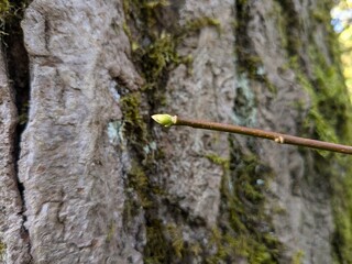A twig with a bud. Clouse up. Macro shooting