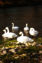 六羽の白鳥