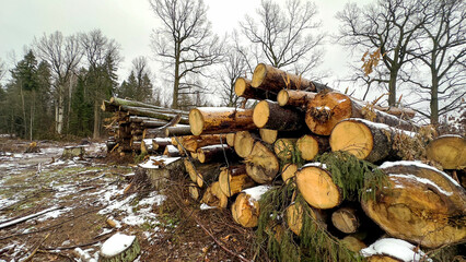 Felled forest in a forest clearing