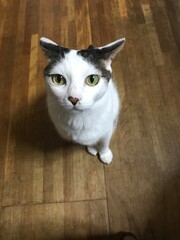 cat on the table