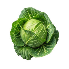 Obraz premium cabbage isolated on white background