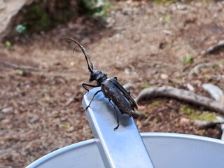 A stag beetle sitting on a metal spoon in the nature