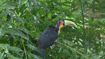 Tucano tomando banho