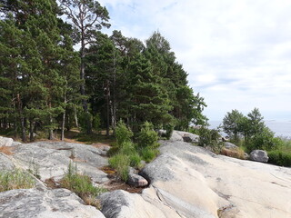 Trees in the mountains, Finland