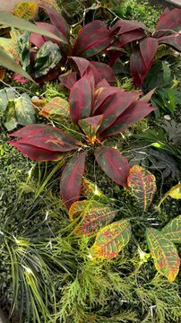 4k footage close up of lighted flower plant with sparkling interactive icicle lights. Close up of led twinkle or icicle lights to celebrate festivity of christmas, seasons greetings.