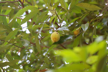 Nutmeg plant Kerala,India 