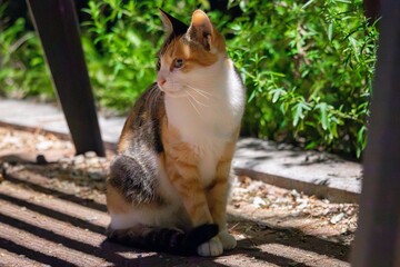 An Indonesian domestic cat with a sleek coat and playful personality, lounging in a sunny spot. Perfect for pet photography, showcasing the charm and beauty of local feline companions at home.