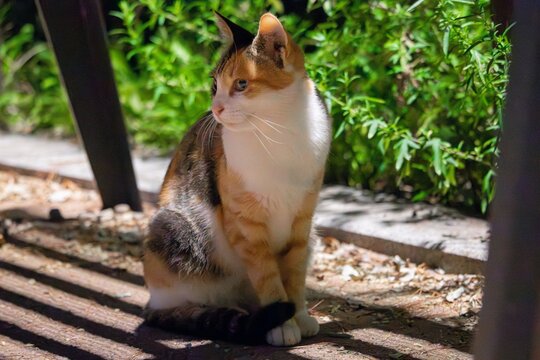 An Indonesian domestic cat with a sleek coat and playful personality, lounging in a sunny spot. Perfect for pet photography, showcasing the charm and beauty of local feline companions at home.
