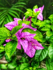 Purple bougainvillea