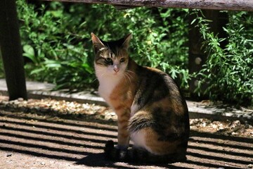 An Indonesian domestic cat with a sleek coat and playful personality, lounging in a sunny spot. Perfect for pet photography, showcasing the charm and beauty of local feline companions at home.