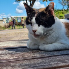 An Indonesian domestic cat with a sleek coat and playful personality, lounging in a sunny spot. Perfect for pet photography, showcasing the charm and beauty of local feline companions at home.

