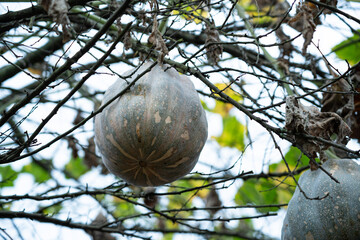 A pumpkin crop hanging from a branch vine