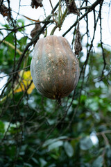 A pumpkin crop hanging from a branch vine