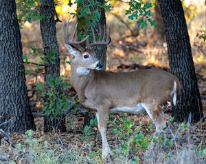 White-tailed Deer Buck in the Wichita Mountains