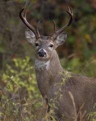 White-tailed Deer Buck in the Wichita Mountains