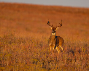 White-tailed Deer Buck in the Wichita Mountains