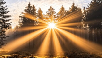 Majestic sunrise illuminating pine forest nature photography tranquil atmosphere warm light serene landscape