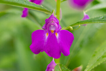 Beautiful flowers in Burma Impatiens balsamina, commonly known as balsam or garden balsam, are...