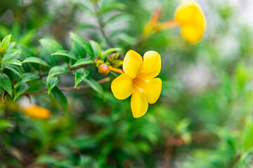 The yellow bell flower in Burma, Allamanda cathartica or Golden Trumpet Flower, is a beautiful golden yellow flower with bright green leaves.