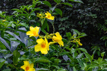 Obraz premium The yellow bell flower in Burma, Allamanda cathartica or Golden Trumpet Flower, is a beautiful golden yellow flower with bright green leaves.