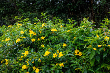 The yellow bell flower in Burma, Allamanda cathartica or Golden Trumpet Flower, is a beautiful golden yellow flower with bright green leaves.