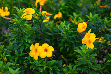 The yellow bell flower in Burma, Allamanda cathartica or Golden Trumpet Flower, is a beautiful golden yellow flower with bright green leaves.