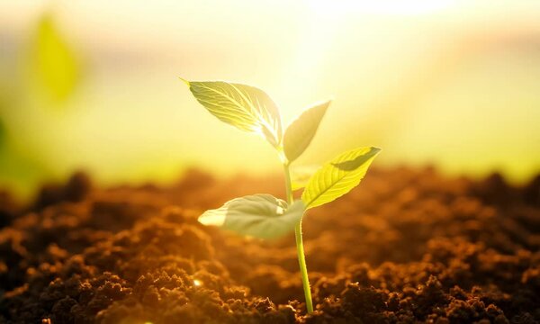 Young Plant Sprouting with Sun Flare - Growth Concept