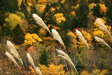 秋の山に揺れるススキ