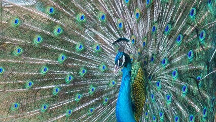 Obraz premium Male peacock with its vibrant blue, green, and iridescent tail feathers fully displayed in a magnificent fan. The peacock stands proudly, showcasing its stunning plumage.
