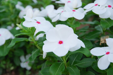 花壇にいっぱいの元気なニチニチソウ