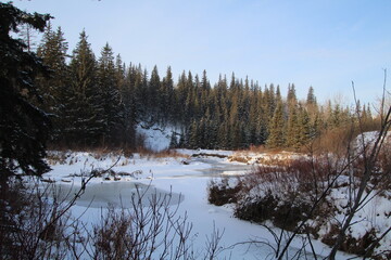 Cold Forest, Whitemud Park, Edmonton, Alberta