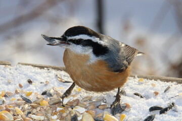 Red Breasted Nuthatch Eating, Whitemud Park, Edmonton, Alberta