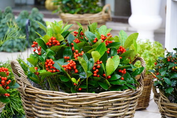 Japanese skimmia. or Skimmia japonica plant with red berries