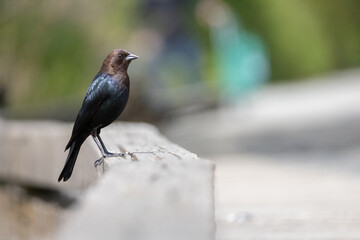 Brown headed cowbird perched on a walkway.
