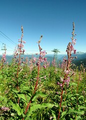 Alpine fireweed or chamaenerion angustifolium pink flowers near the top station of Peak Chair on Whistler mountain, British Columbia, Canada