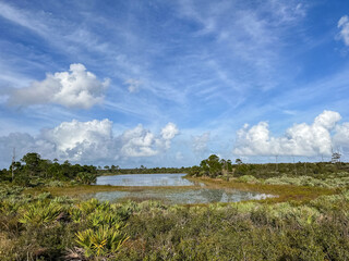 Scenery on the Camp Murphy MBT (Mountain Bike Trail) at Jonathan Dickinson State Park, Florida