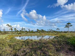 Scenery on the Camp Murphy MBT (Mountain Bike Trail) at Jonathan Dickinson State Park, Florida