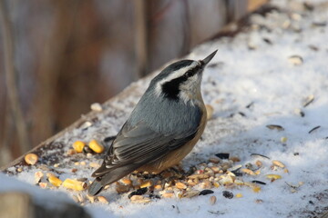 a bird